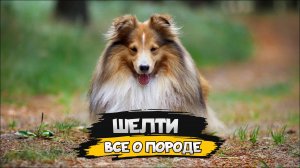 Шелти - Все о породе собаки | Собака породы - Шотландская Овчарка