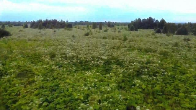 Растение, которое может захватить мир к 2050 году!