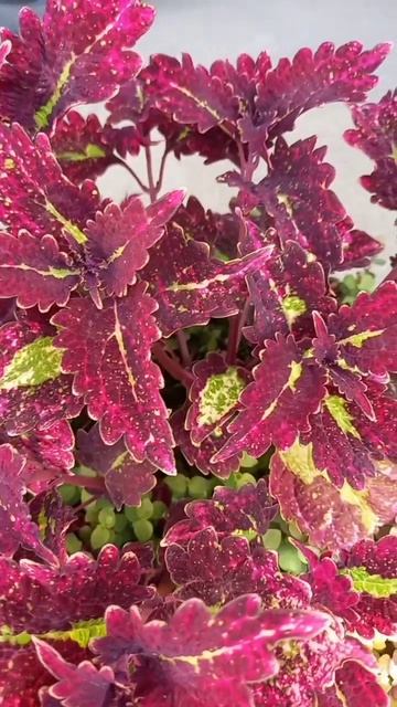 Coleus Cracklin Rosie🤩#flowers #coleus #cracklinrosie #колеус #shorts #цветыдляс? смотреть онлайн