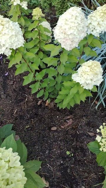 Гортензия Мейджикал Мунлайт.