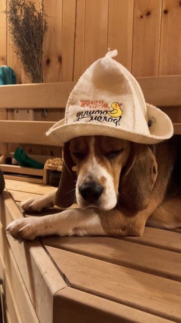 Кто не работает, тот в бане ☝🏻 #бигльфарадэй #бигль #bea смотреть онлайн