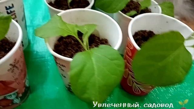 Выращиваю баклажаны. Рассаде 1 месяц. смотреть онлайн
