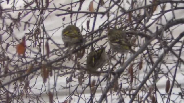 Птички на берёзе смотреть онлайн