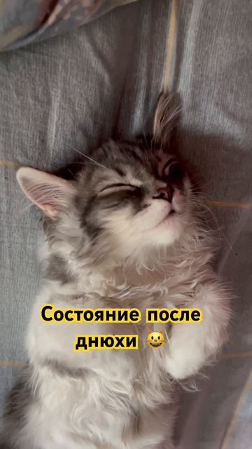 Состояние после дня рождения 😹😹😹#лапка #котики смотреть онлайн