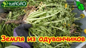 САМОЕ ВРЕМЯ: готовим землю из ОДУВАНЧИКОВ! Узнайте первыми этот уникальный рецепт домашнего средств