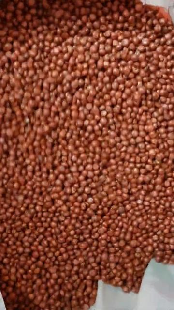 вид сорго зернового Огана смотреть онлайн