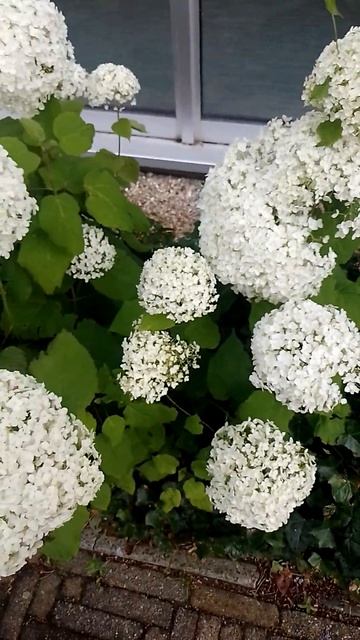 Гортензия древовидная. смотреть онлайн