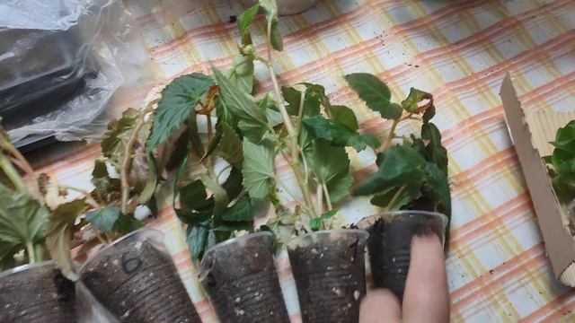 Получила посылку с бегония и остиками, пополняю колле? смотреть онлайн