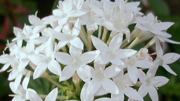 ПЕНТАС (Египетская звезда) - шикарный цветок для дома и сада.