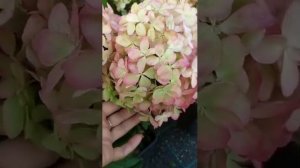 Petite Star (Петит стар) -метельчатая гортензия.Новинка 2024