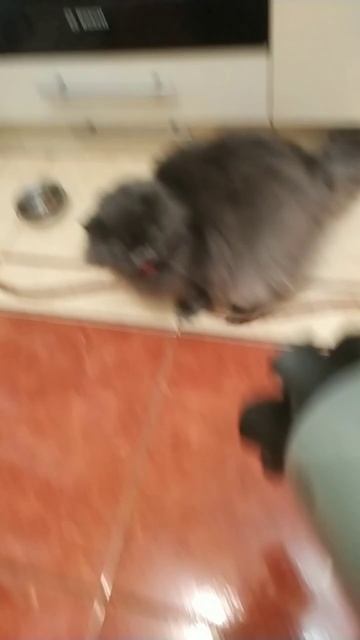 реакция моей кошки Лоры на фен #2024 #челендж #dance смотреть онлайн