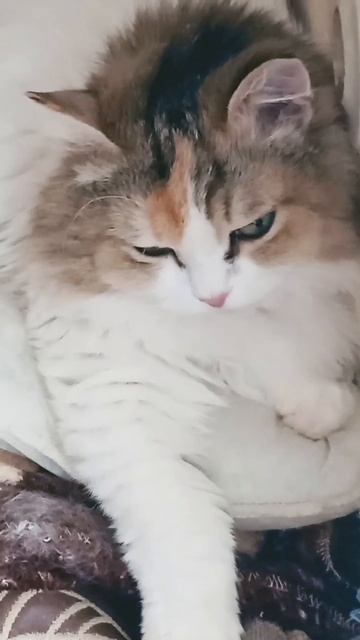 Добрый вечер ⭐🌠🌛 #купола #гребенщиков #shortvideo #cat #subscri смотреть онлайн