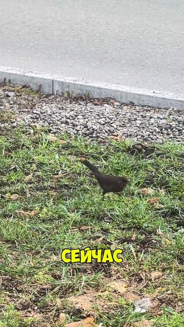 15 Утро дисциплины. #дисциплина #здоровье #спорт #лишний смотреть онлайн