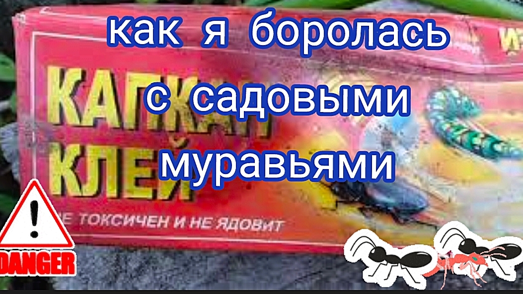 Садовые муравьи. Пробую два средства. смотреть онлайн