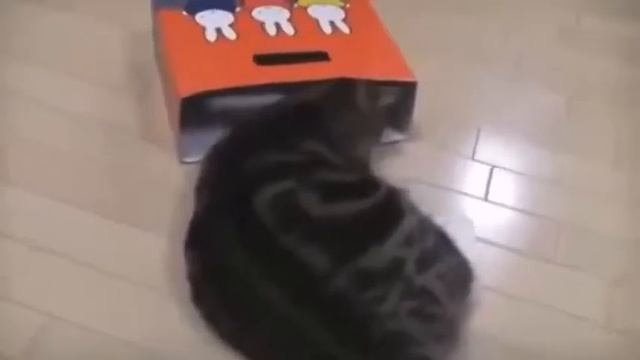 Очень Смешные кошки видео смотреть бесплатно смотреть онлайн