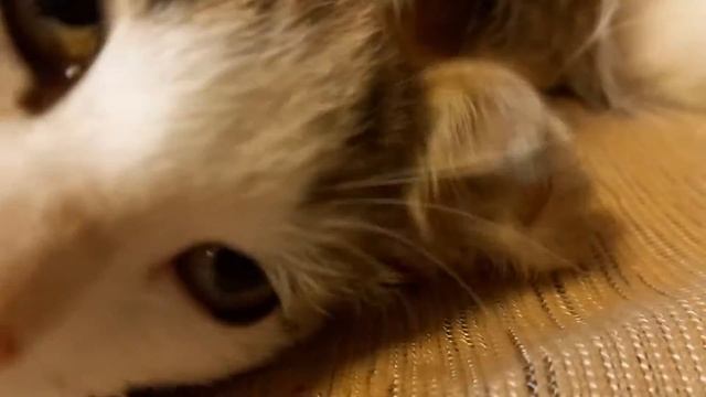 VLOG: кошка и котята часть 1 смотреть онлайн