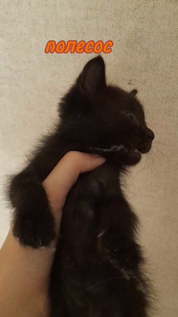 кнопка как всегда#пушистик #кнопочка #мята #софа #эдит # смотреть онлайн