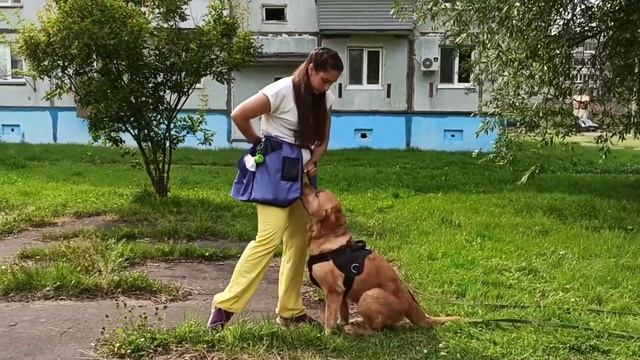 Дрессировка собаки. Урок №1. смотреть онлайн