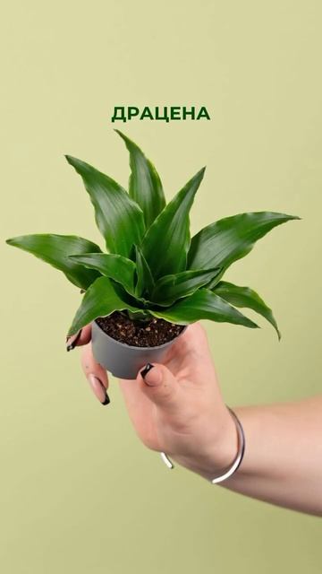 Растения-увлажнители воздуха💧🌱 #комнатныерастения смотреть онлайн