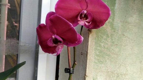 Цветение орхидей. Орхидея черный Дикий кот, пелорик Ал