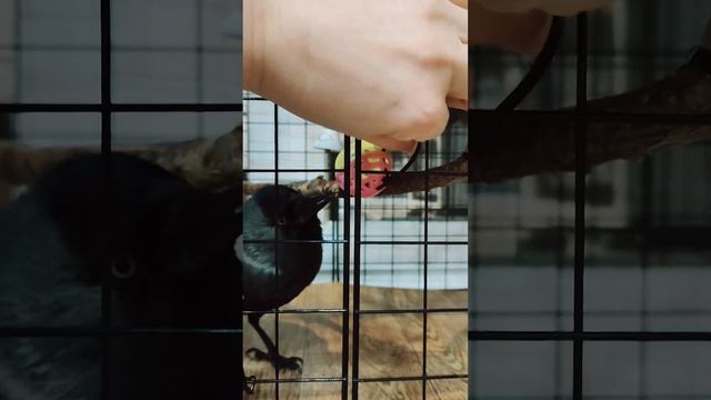 У Галки всё должно быть по фен-шую. смотреть онлайн