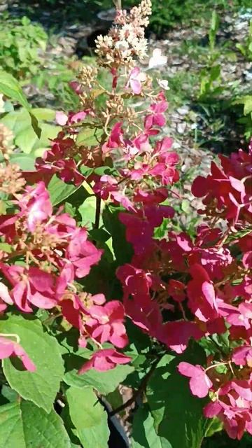 Гортензия/ Hydrangea Pan. Petite Lantern.