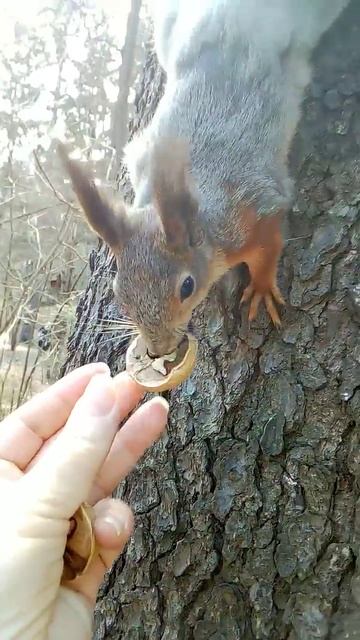 Белочка с орешком убежала высоко на ель #белки#squirrels#shor смотреть онлайн