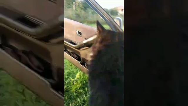 А Феня любит кататься смотреть онлайн