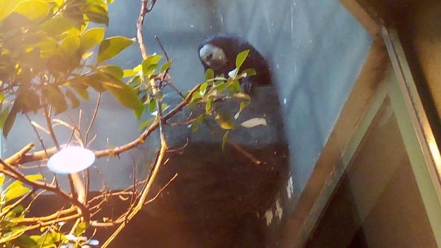 Московский зоопарк. Бледноголовый Саки .