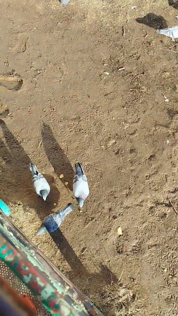 Голуби едят чипсы смотреть онлайн