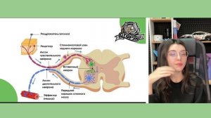 Нервная система. Обзор нервной системы человека | Биол