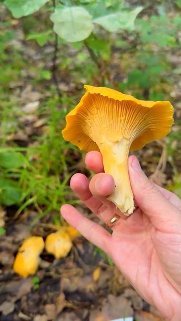 А вы уже собирали грибы в этом году ?)) смотреть онлайн