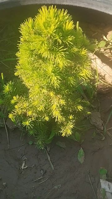 Ель возле дома смотреть онлайн