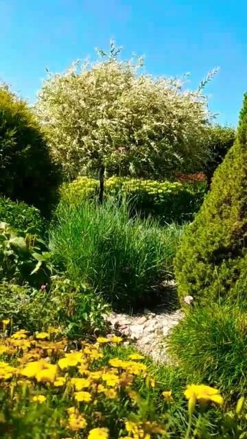 Ива Хакуро Нишики🌿 #garden #сад смотреть онлайн