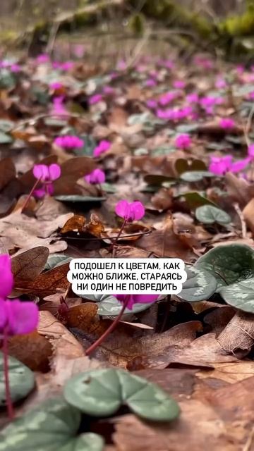 Первоцветы на Кубани. Краснокнижная красота #анапа смотреть онлайн