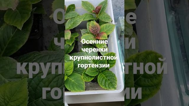 Осенние черенки крупнолистных гортензий!