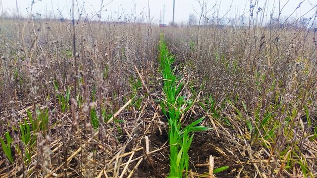 Посев пшеницы смотреть онлайн