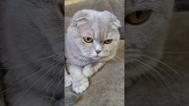 Коза решила выйти замуж. Прикольная басня. смотреть онлайн