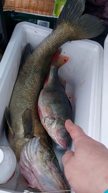 Сколько весит маленький окунь? смотреть онлайн