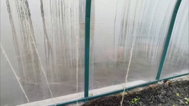 Высадка рассады в теплице. Огурцы рассада, помидоры, баклажаны. Перцы болгарскиев теплице. #рассада