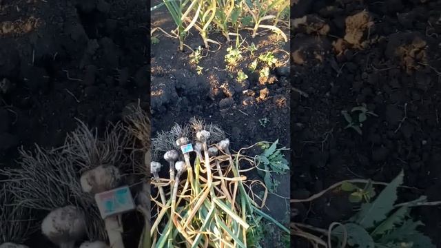 уборка чеснока 2024