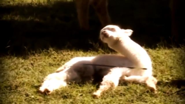 НОВЫЕ ПРИКОЛЫ ДЕКАБРЬ 2014! Юмор, Смешные обломы! смотреть онлайн