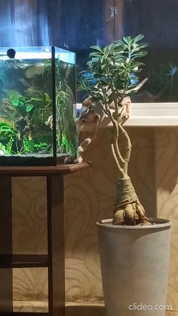 Что будет дальше?Соня обнаружила, что есть лягушка и е? смотреть онлайн