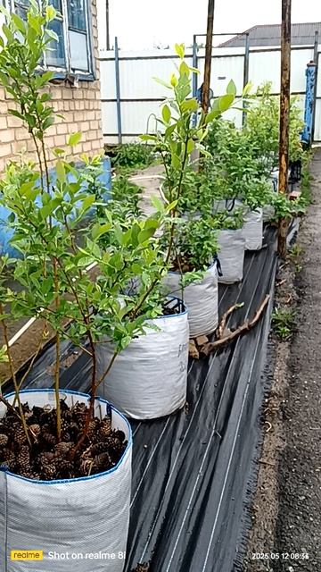 #голубика под дождем. Наши кустики заметно подросли.