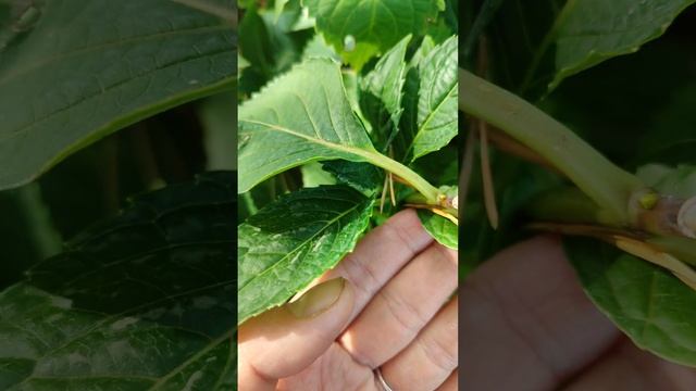 Крупнолистная гортензия "Бугги Вугги" Музыкальная кол смотреть онлайн