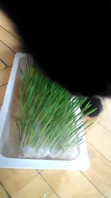 Кот ест траву смотреть онлайн