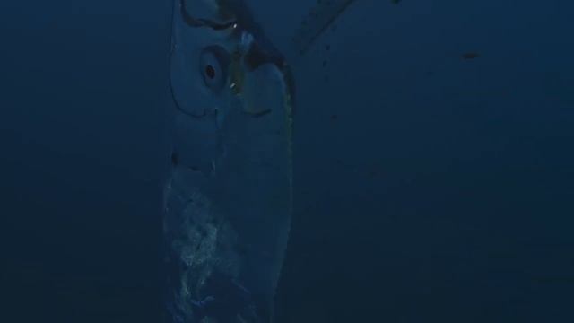 Сельдяной король. Рыба из легенд или предвестник беды?