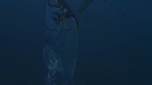 Сельдяной король. Рыба из легенд или предвестник беды?