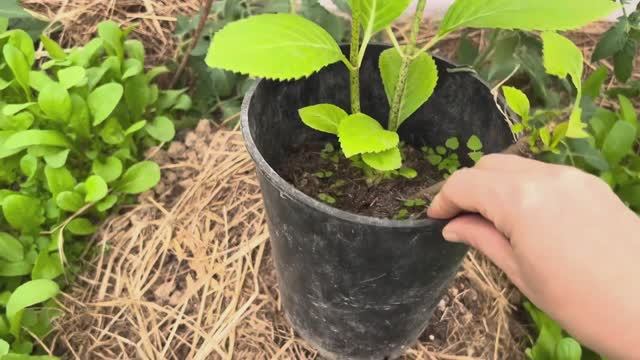 🔥 КАК Я СПАСАЮ ГОРТЕНЗИИ ОТ ЗАМОРОЗКОВ? Правильное укрытие, чтобы кусты не вымерзли! смотреть онлайн