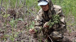 Папоротник Орляк, большой выпуск. Ответы на вопросы: Когда и как собирать? Как солить? Как хранить?